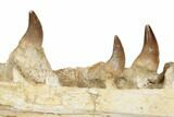 Mosasaur Jaw Section with Six Teeth - Morocco #195782-5